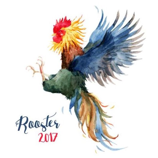 Rooster colored watercolor vector  