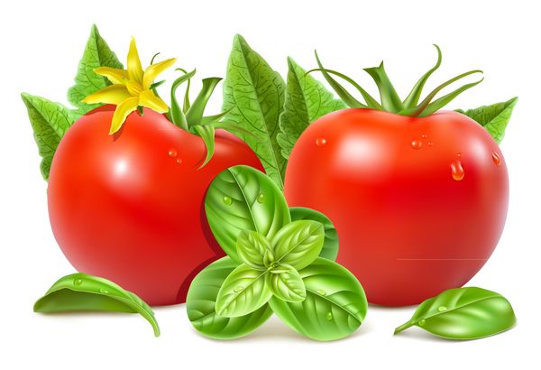 Tomate mit grünem Blattvektor  