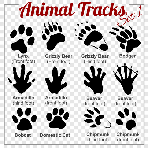 animals tracks vector material 01  