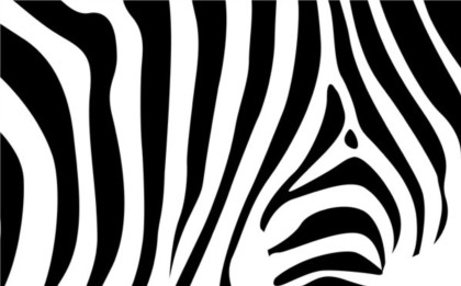 Zebra pattern textured vector  