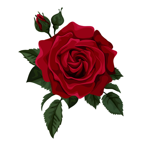 Red rose realitic vector 01  
