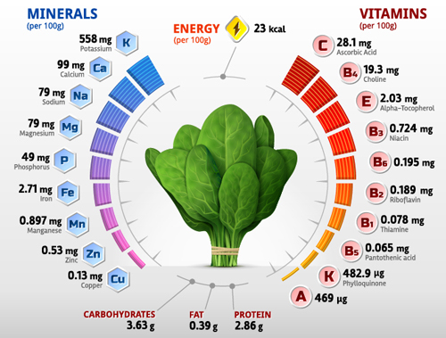 Spinach vitamins infographics vector  