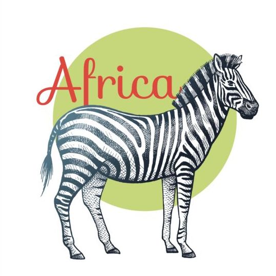 Africa zebra vector  