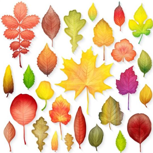 Colorful autumn leaves vectors 05  