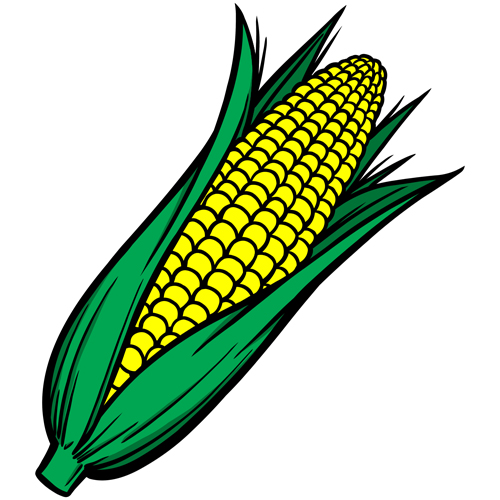 Hand drawn corn vector design 01  