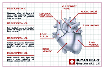 Human heart medical vector graphics 02  