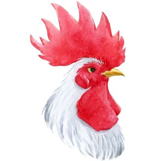 White rooster head vector  