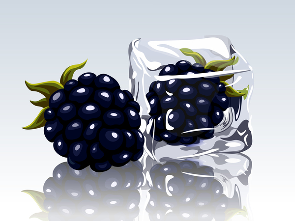ice cubes and blackberry design vector  