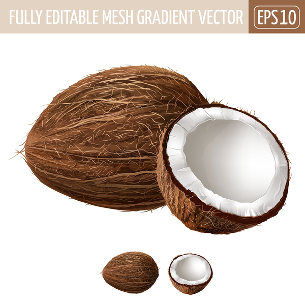 Coconut realistic vectors  