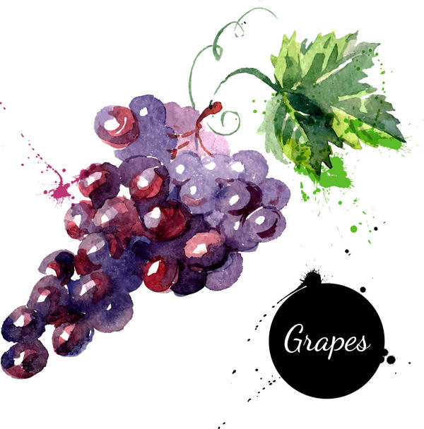 Grunge watercolor grapes vector  