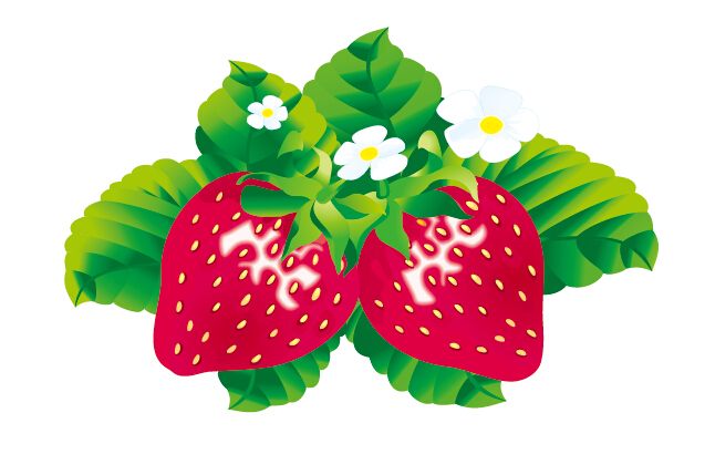 Juicy fresh strawberries set vector 01  