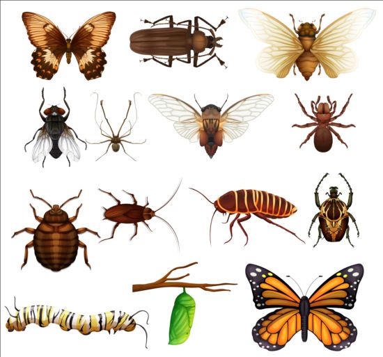 Vector insectes énorme collection 08  
