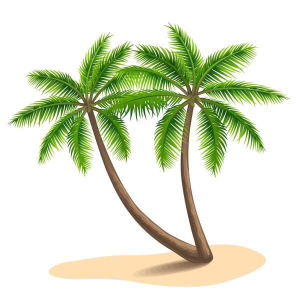 Realistische Palm Tree Abbildung Vektoren 11  
