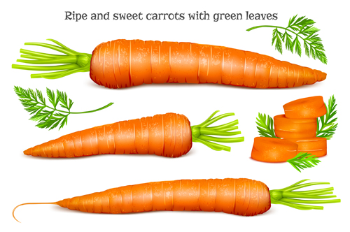 Ripe carrots with green leaves vector  