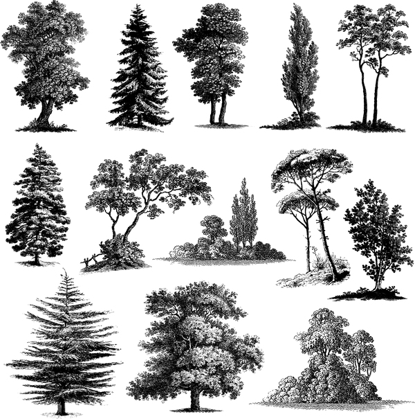 Verschiedenen Baum Silhouette Vektoren set 02  