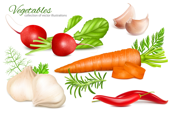 vegetables vector illustration 01  
