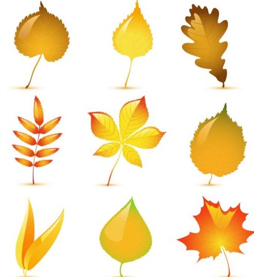 Beautiful autumn leaves vector set  