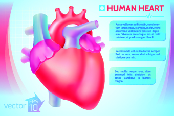 Human heart medical vector graphics 01  