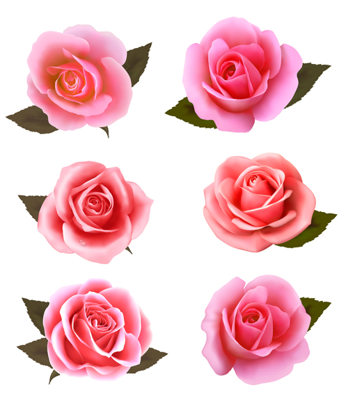 Realistic pink roses vector material  