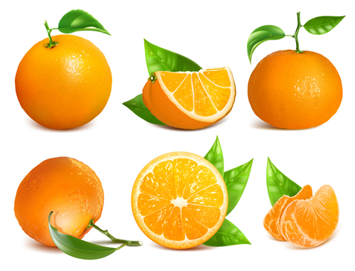 Ripe oranges and leaves vector  