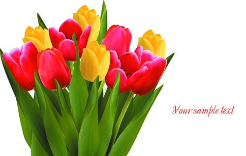 Vivid Tulips backgrounds vector 01  