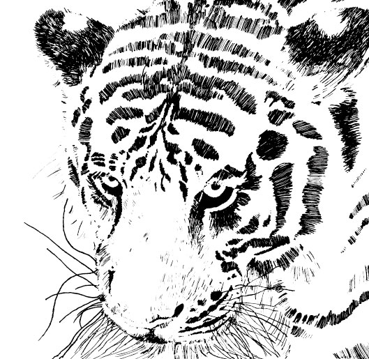 Set of Tiger vector picture art 16  