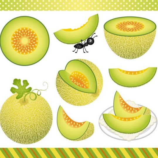Cantaloupe meloen digitale clipart vector  