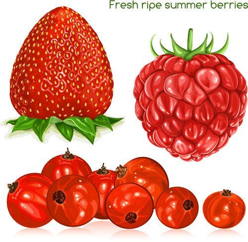 Fresh ripe summer berries vector material  