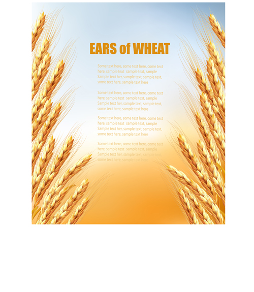 Golden wheat vector background graphics  