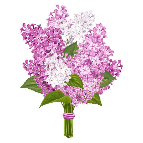 Lilac beautiful illustration vector 02  