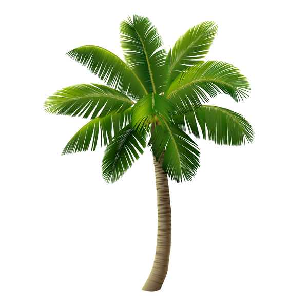 Realistische Palm Tree Abbildung Vektoren 10  
