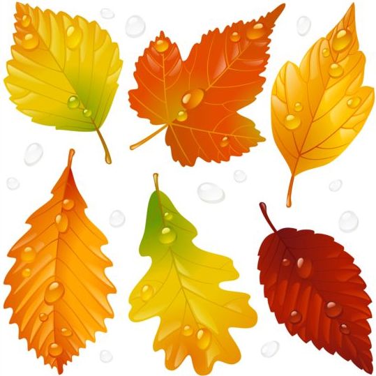 Autumn leaves with water drop vector  