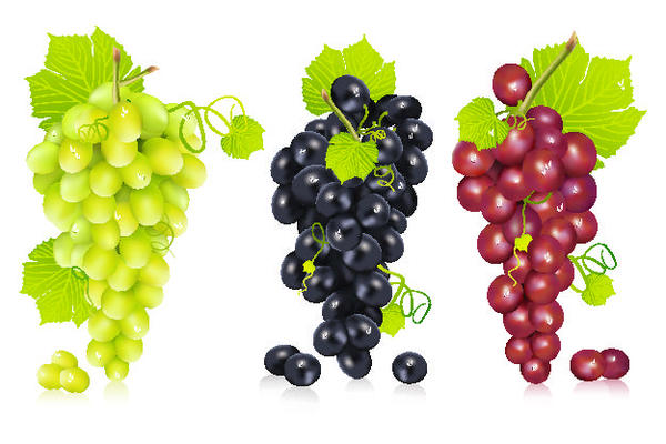 Fresh grapes vector illustration design 02  