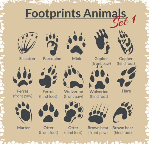 Various footprints animals design vectors 06  