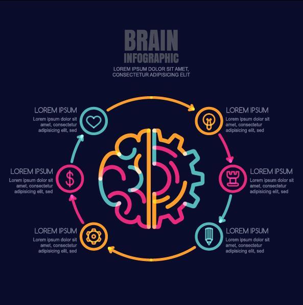 Infographic Schablonenvektor 03 des Gehirns  
