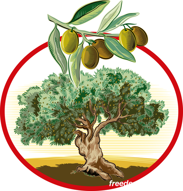 OlivenbaumIm kreisförmigen Rahmenvektor  