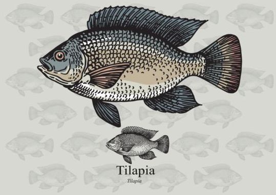 Tilapia Fischvektor  