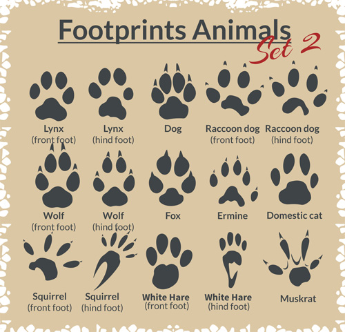 Various footprints animals design vectors 05  