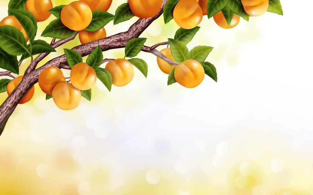 Peach branches with blurs background vector  