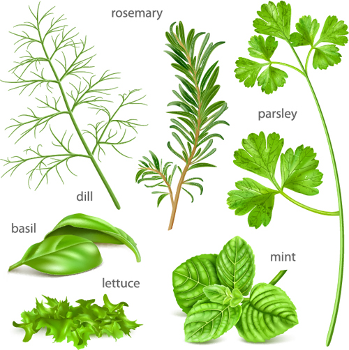 Various herbs vector material 02  