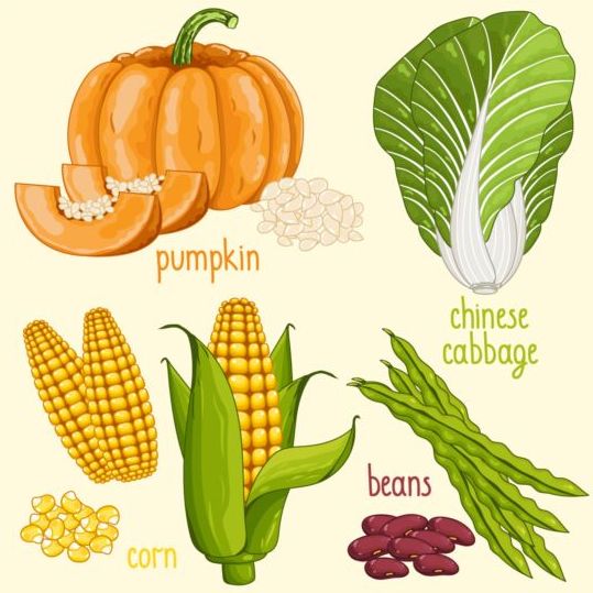 Vegetables with name design vector 04  