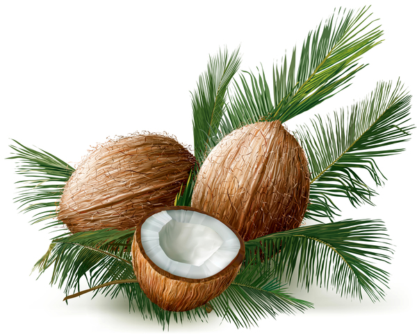 Coconuts with palm leaves vector  