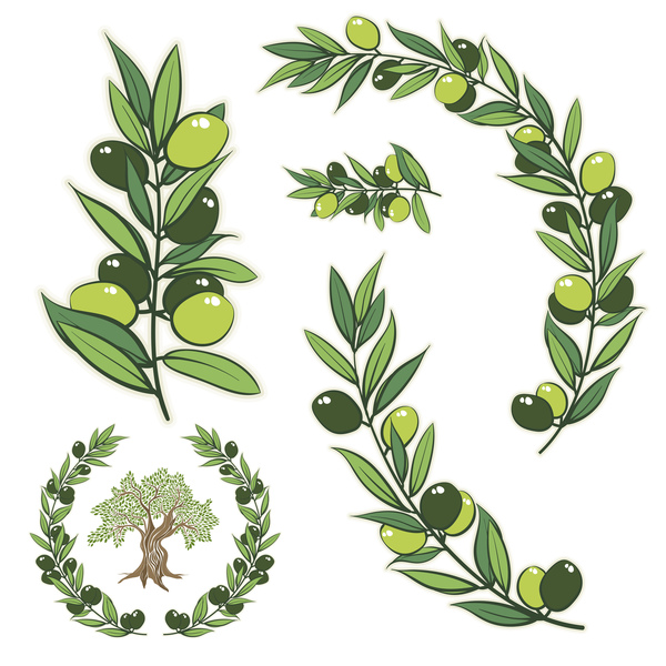Olive Branch illustration vector  