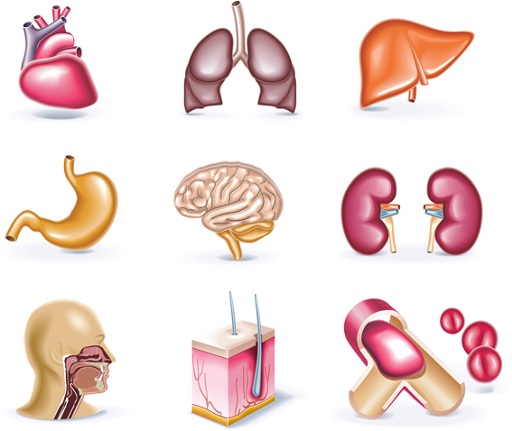 Human organ elements vector  