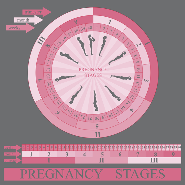 妊娠段階のインフォグラフィックテンプレートベクター02  