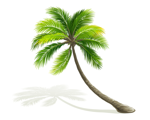 Realistic palm tree illustration vectors 07  