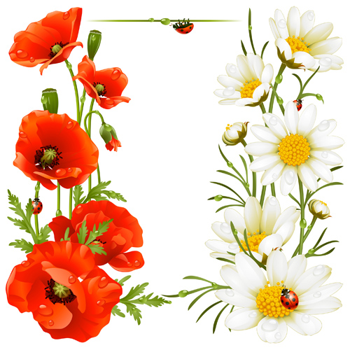 Red with white poppy vector background  