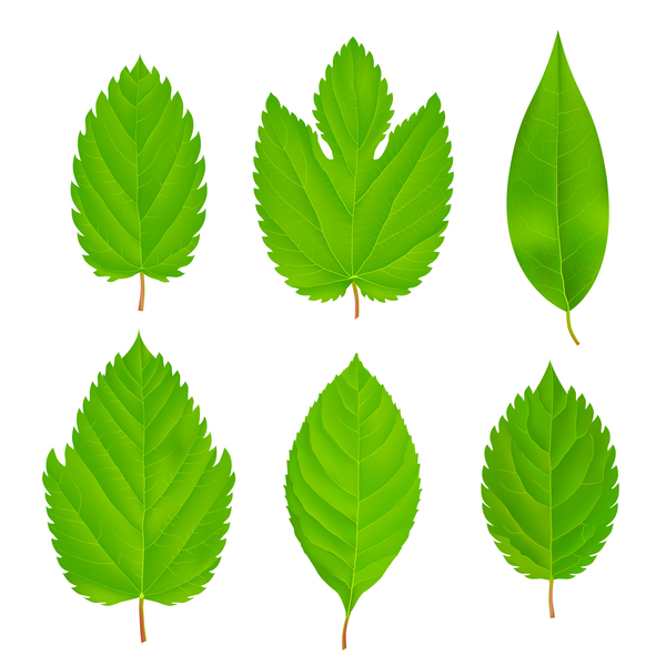 Ensemble de feuilles vertes vector 02  