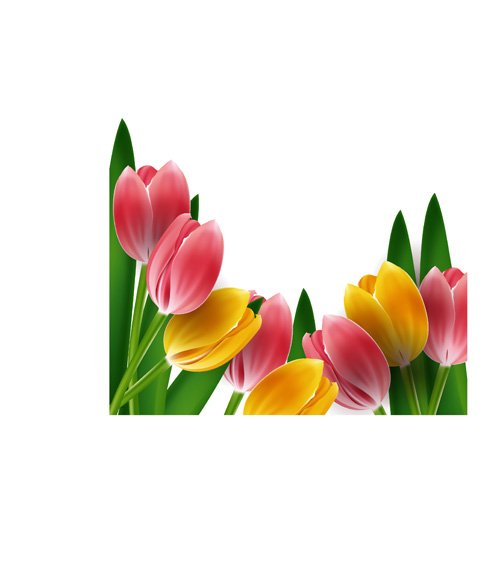 Tulips frames vector 01  