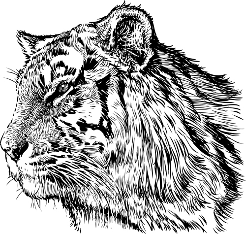 Hand drawing tiger vector material 03  
